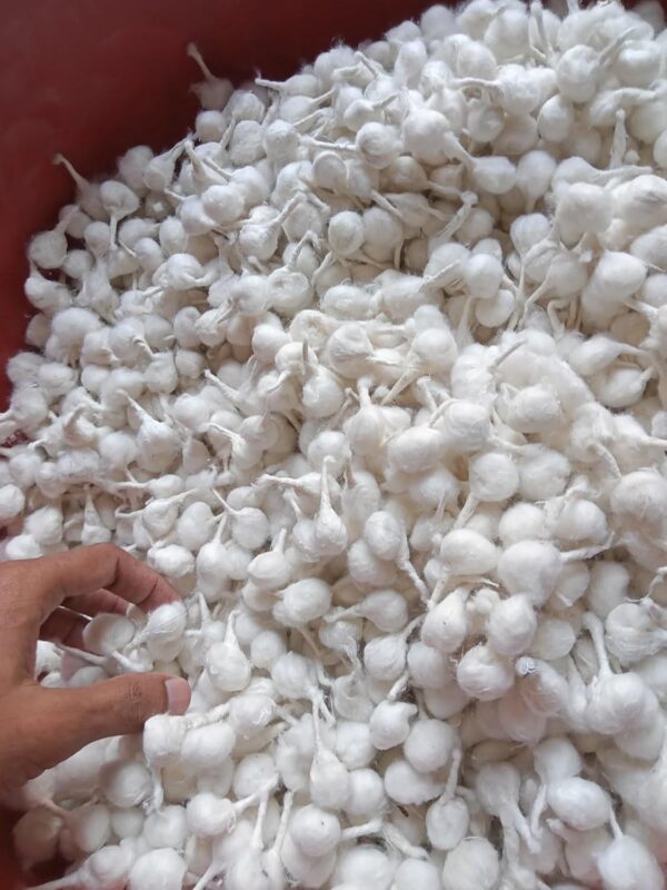 1000Pc Hand Rolled Cotton Puja Wicks Oil Lamps Cotton Wicks for Puja Pooja Jyot Batti Oil Lamp DIiya for Diwali Deepawali Diya, Ideal for Brass, Kuber Clay Diya Home Mandir Temple (Round, 1000) - Image 5